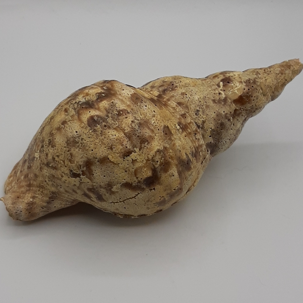 Tritons Trumpet CHARONIA TRITONIS 8 1/2" Natural Shell Large Home Decor